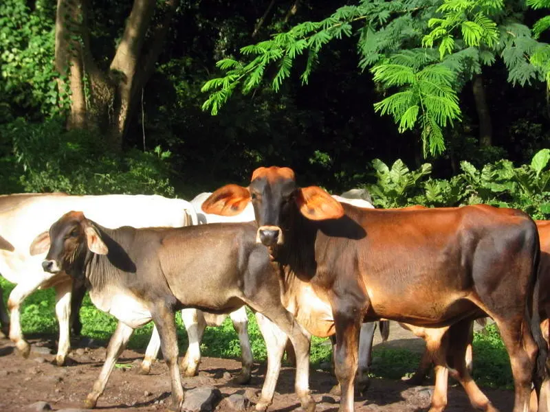 A herd of cattle crossing the street on Ometempe Island