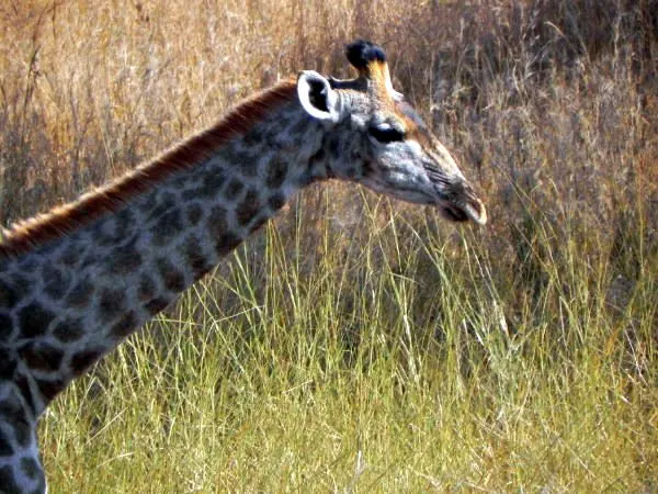 A giraffe in Kruger National Park, South Africa.