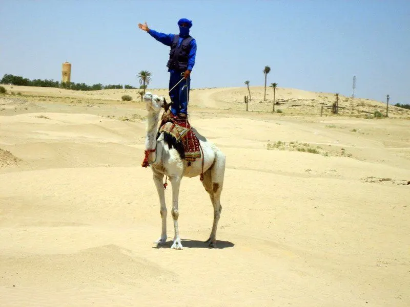 Camel acrobatics on the GEEO teacher travel trip to Tunisia.