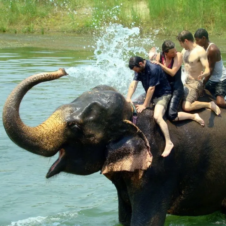 An elephant bath at Chitwan National Park, Nepal.