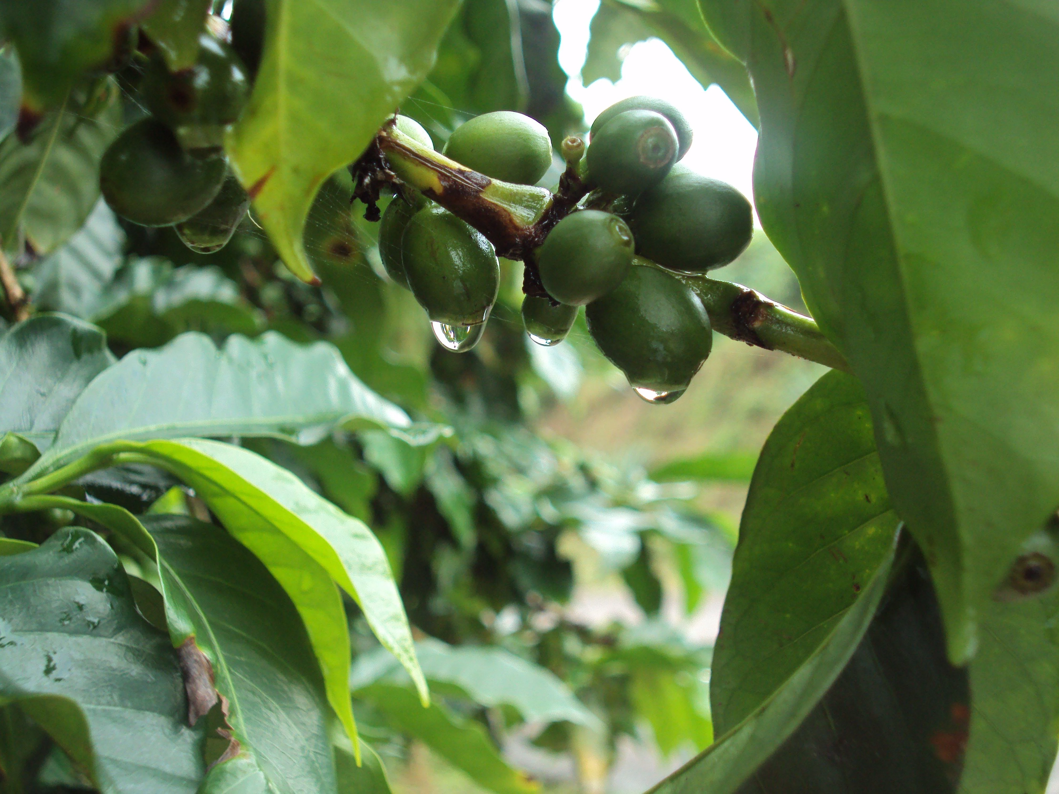 Classic Costa Rican green coffee berries.
