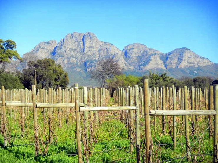 After volunteering, touring the Solms-Delta vineyards outside of Cape Town.