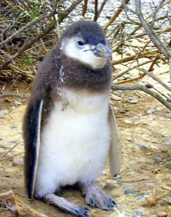 A baby penguin in Patagonia, Argentina. So cute!