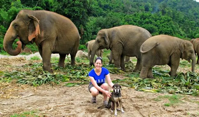 Elephant Nature Park, Thailand, with the elephants and one of the rescued dogs named Ahn.
