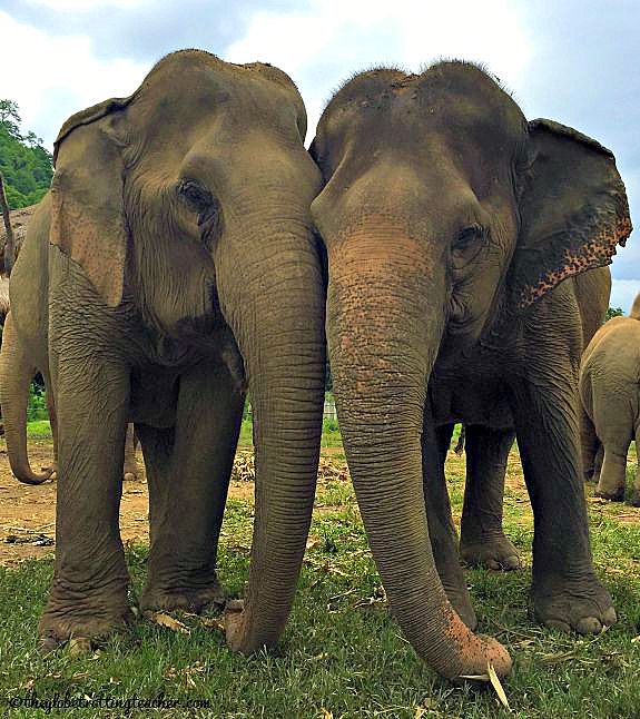 Elephant love at Elephant Nature Park, Thailand.
