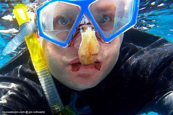 Snorkeling with squid