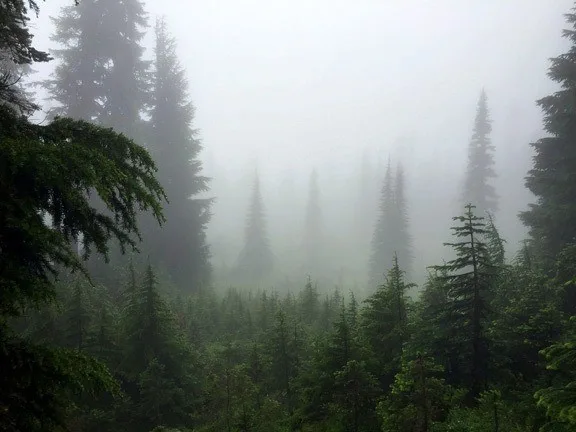 Mist in the trees along a trail at Mt. Rainier.