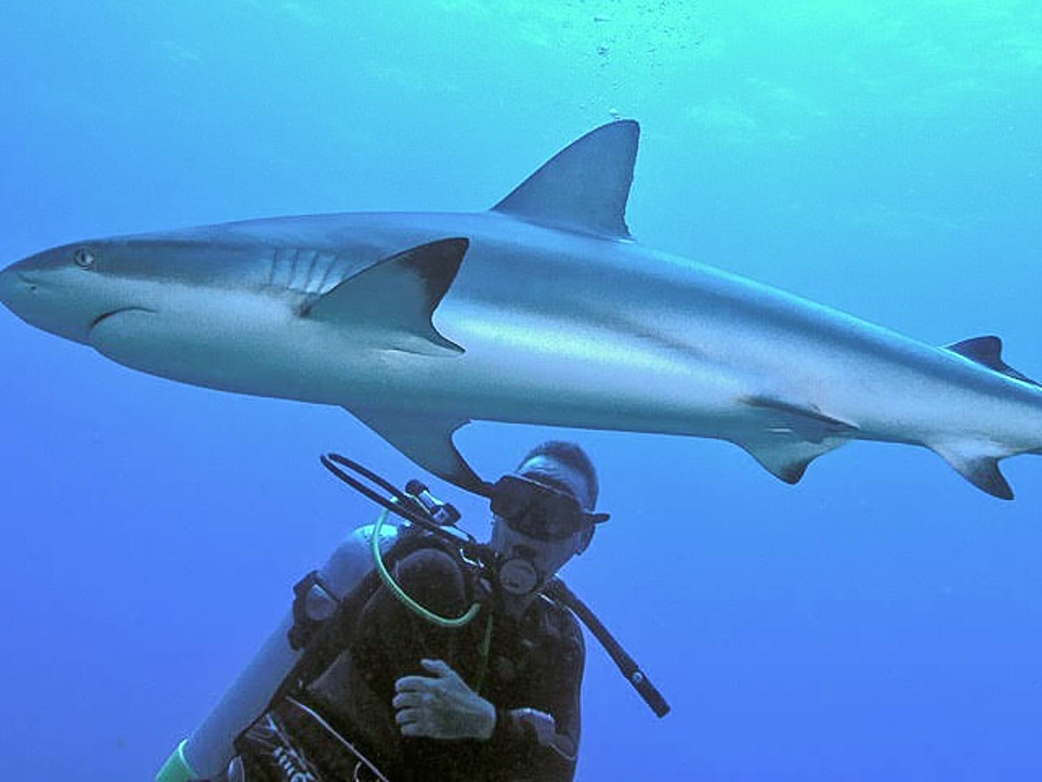 Mark scuba diving right next to a shark!
