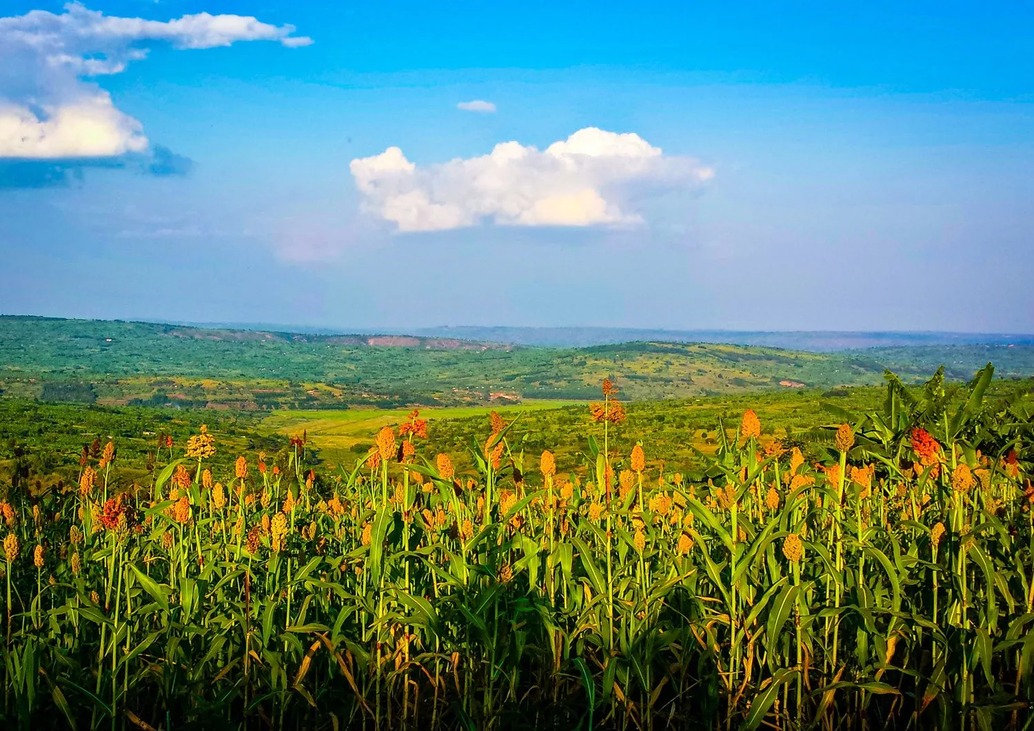 Beautiful fields in Rwanda. Where will YOUR travels take you?