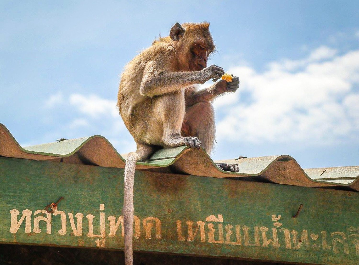 A monkey spotted at Wat Khao Takiap, Thailand.