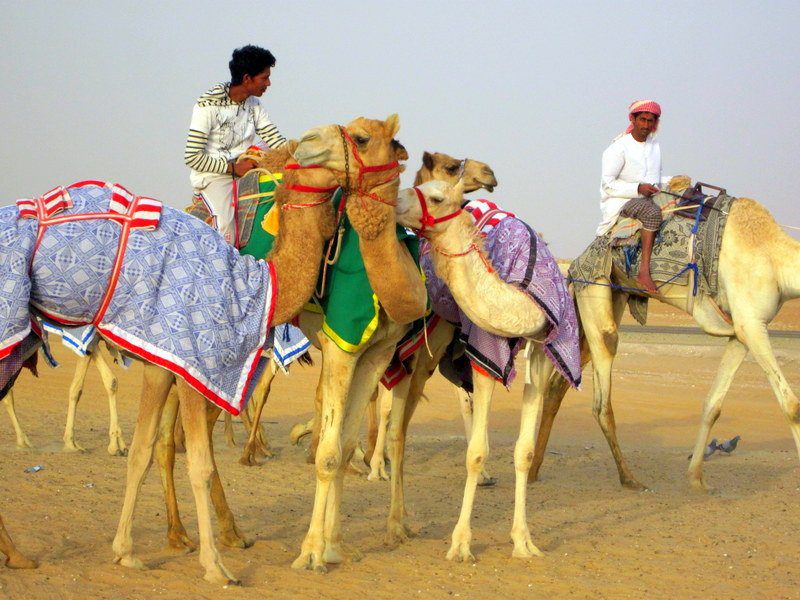 Race camels in the United Arab Emirates!