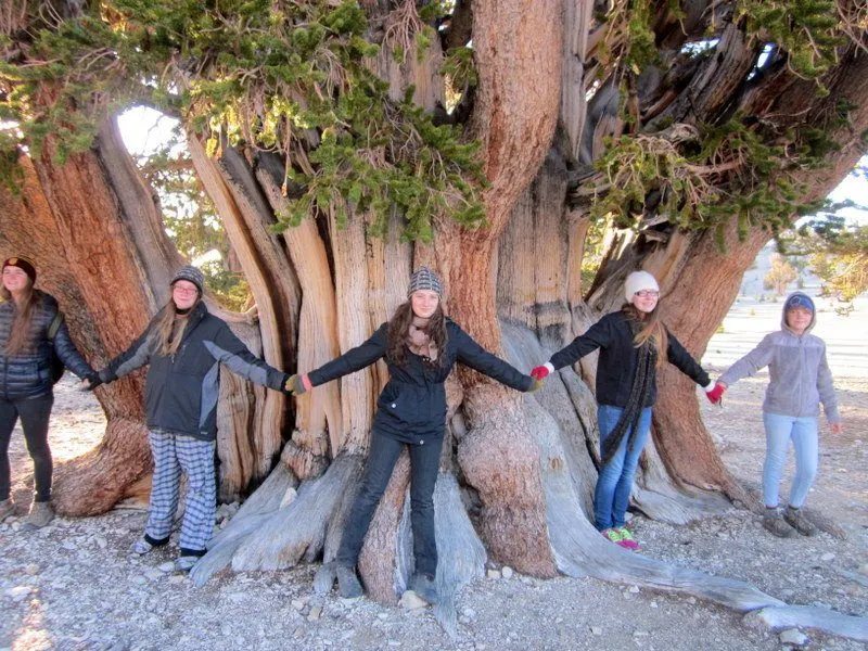 Passion projects: Students visiting the bristlecone pines.