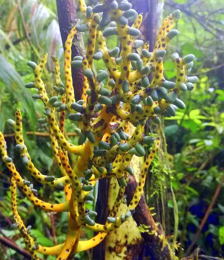 Have you ever seen a plant like this?