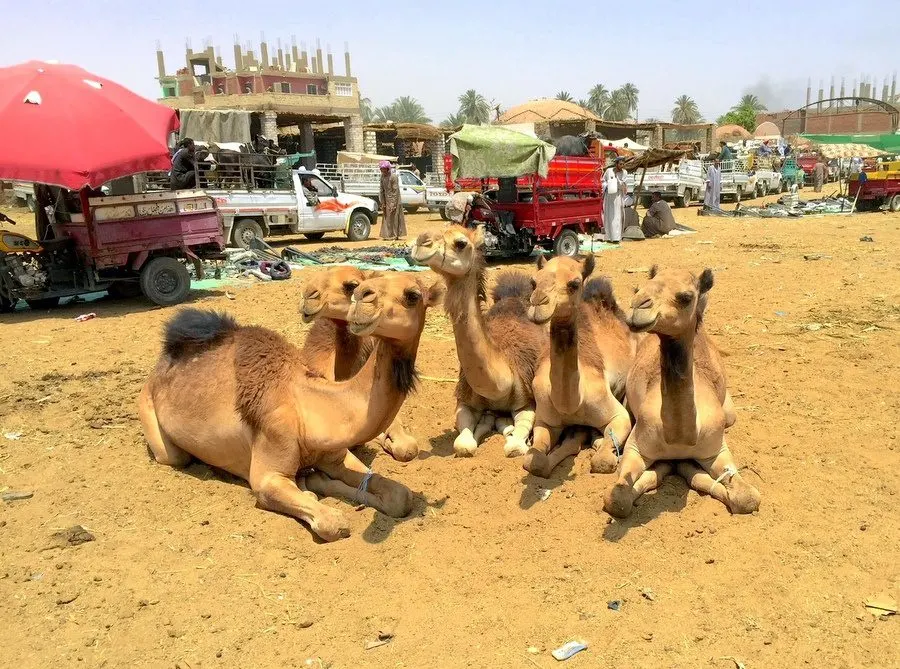 Resting camels Yves spotted in Egypt.