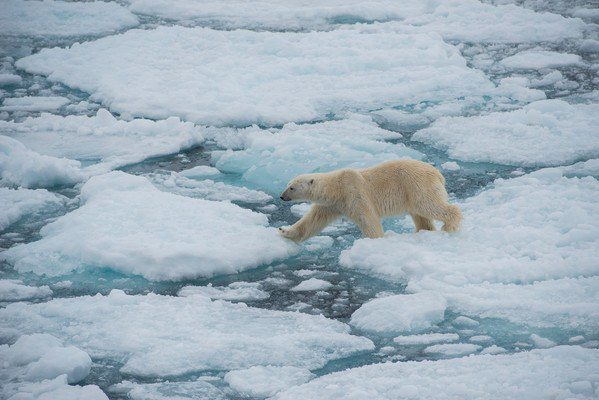 Arctic Expedition wildlife in action: Polar bear ice walking!