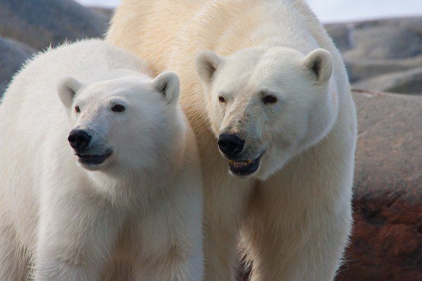 Arctic Polar Bears!