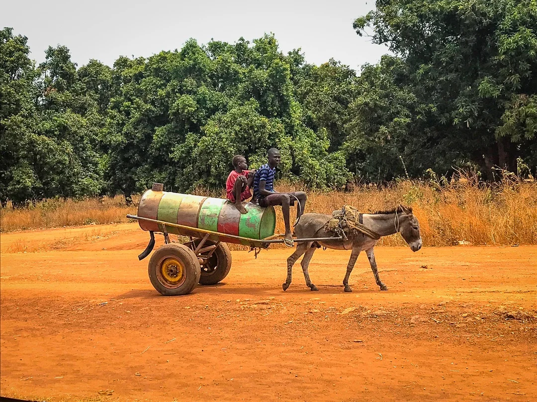 Donkey delivery of water near Wau.