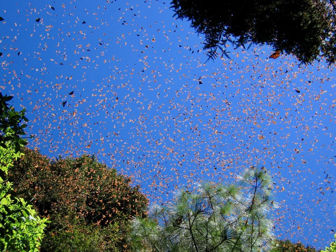 The air completely filled with monarch butterflies!
