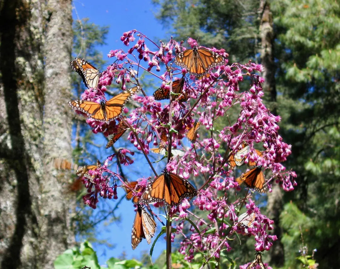 Monarch butterflies in the flowers.