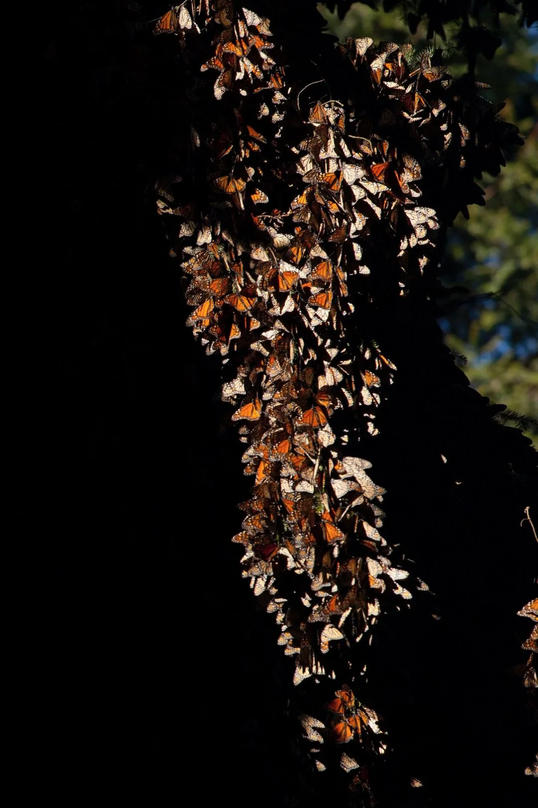 Free travel grant for teachers to learn about monarch butterflies in Mexico! Tips on applying for the educational scholarship and amazing photos of the monarch migration. #Travel #TeacherTravel #Mexico #MonarchButterflies #Butterflies #MonarchMigration #TravelGrant #TravelScholarship #EducationalTravel