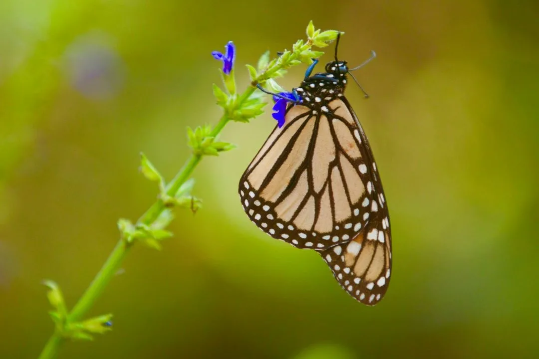 Monarch butterflies are stunningly beautiful.