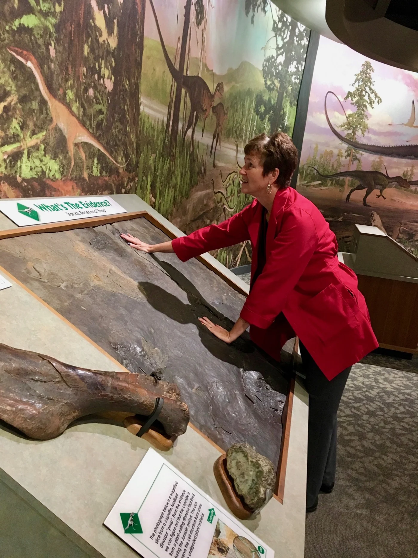 Museum jobs: Boston dinosaur science
