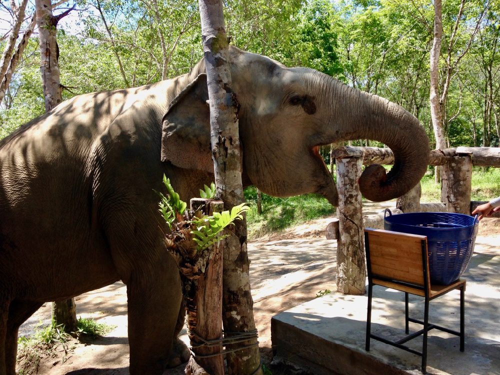 An elephant eating in Phuket, Thailand.