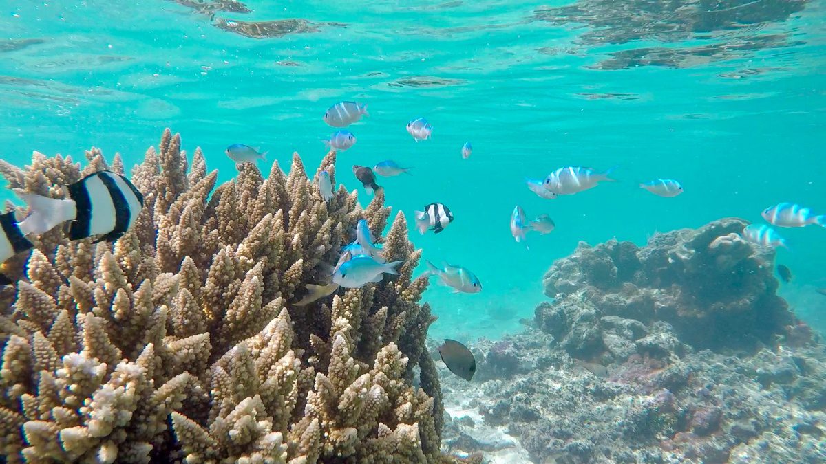 Fish! Underwater life in the Cook Islands. 