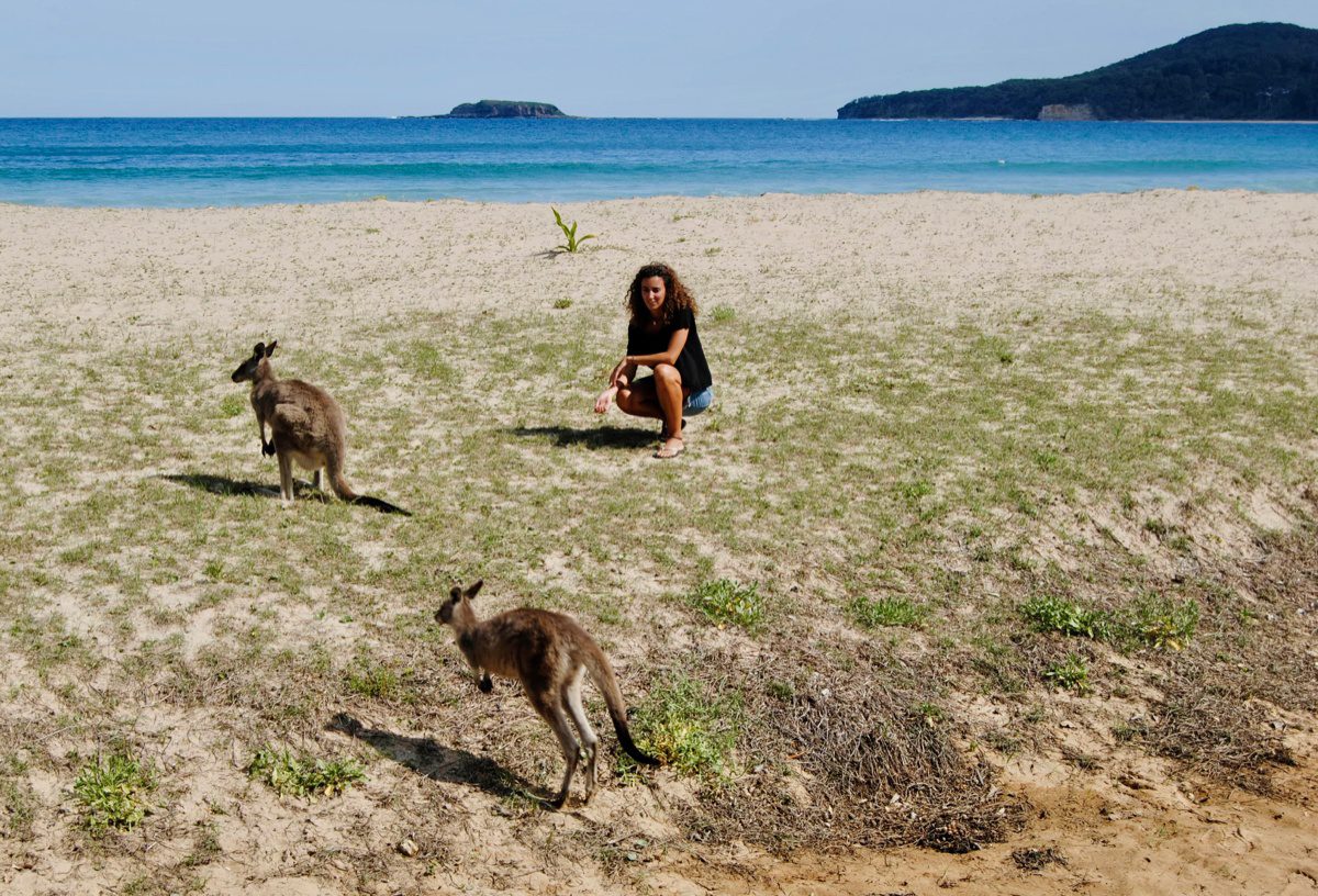 Kangaroos hopping around the beach in Australia.