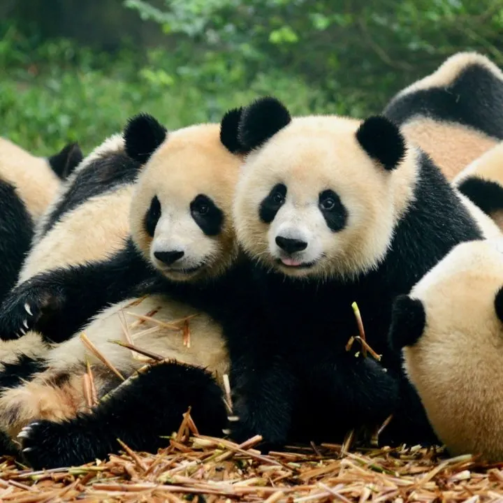 Pandas in Beijing, China!