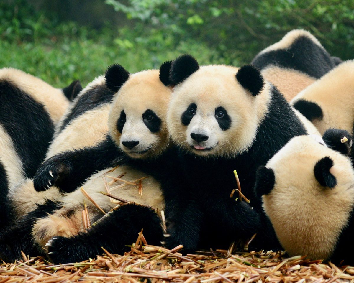Pandas in Beijing, China!