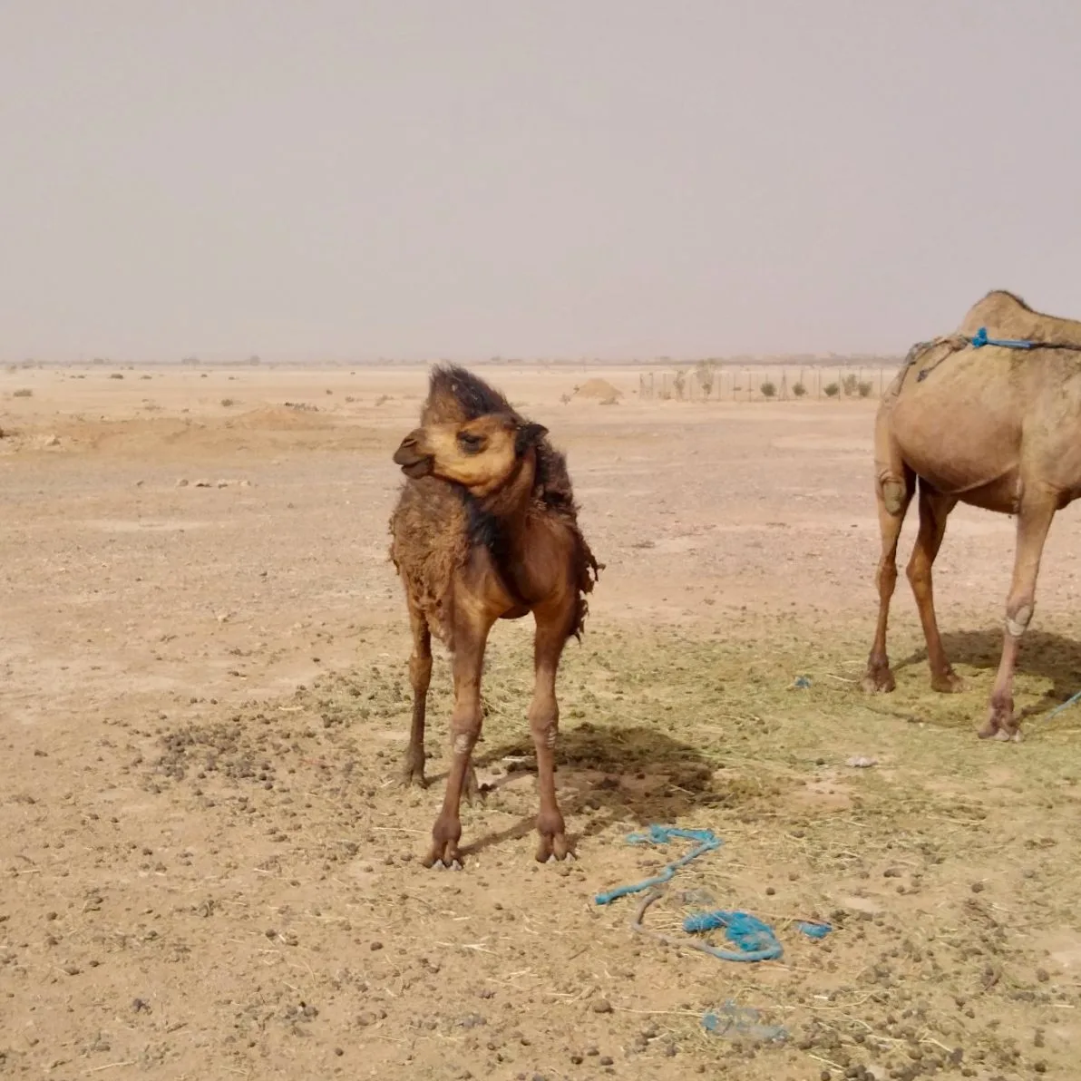 A baby camel in Morocco.
