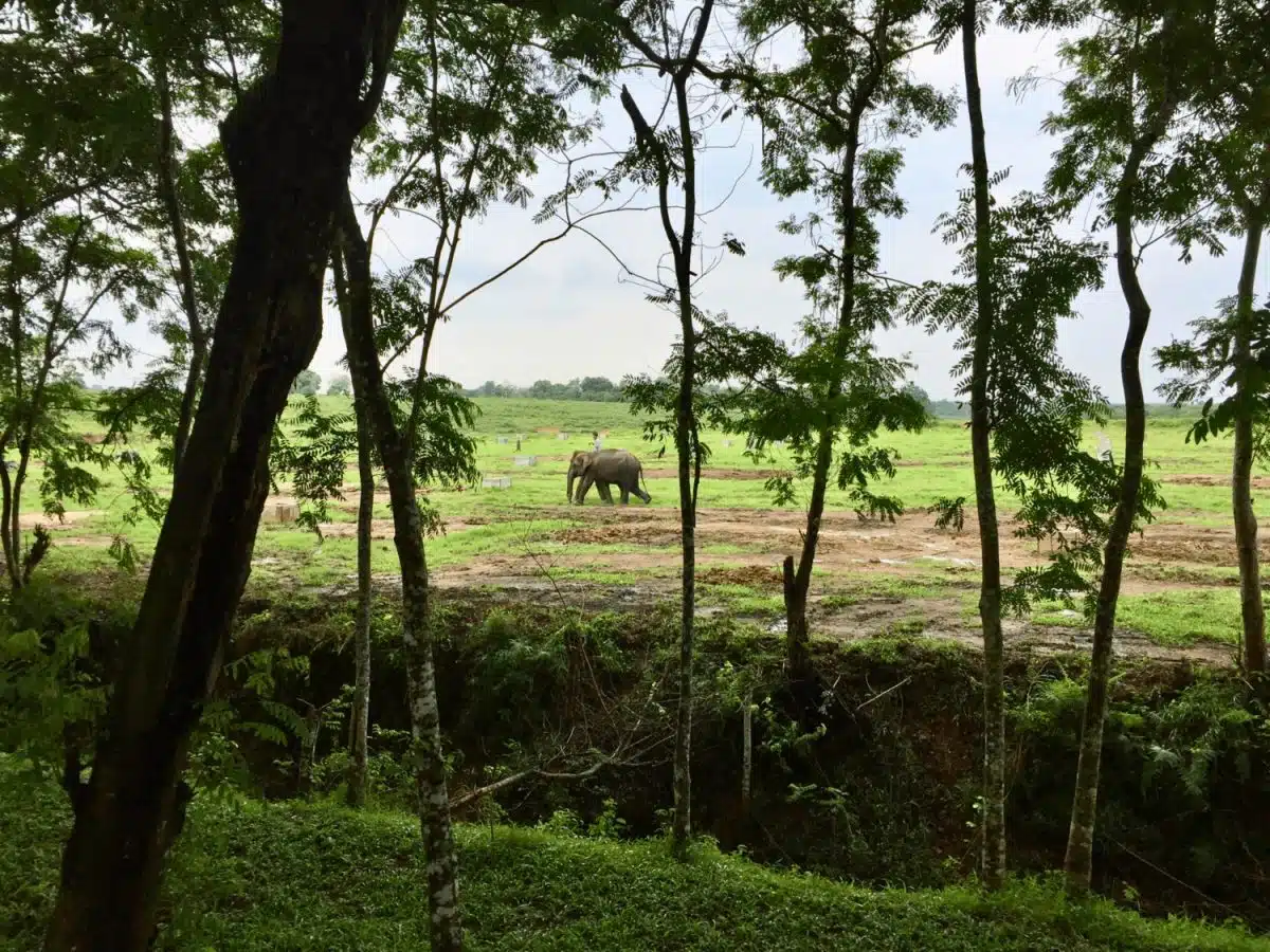 Two elephants walk with a caretaker at Way Kambas Elephant Sanctuary in Indonesia.